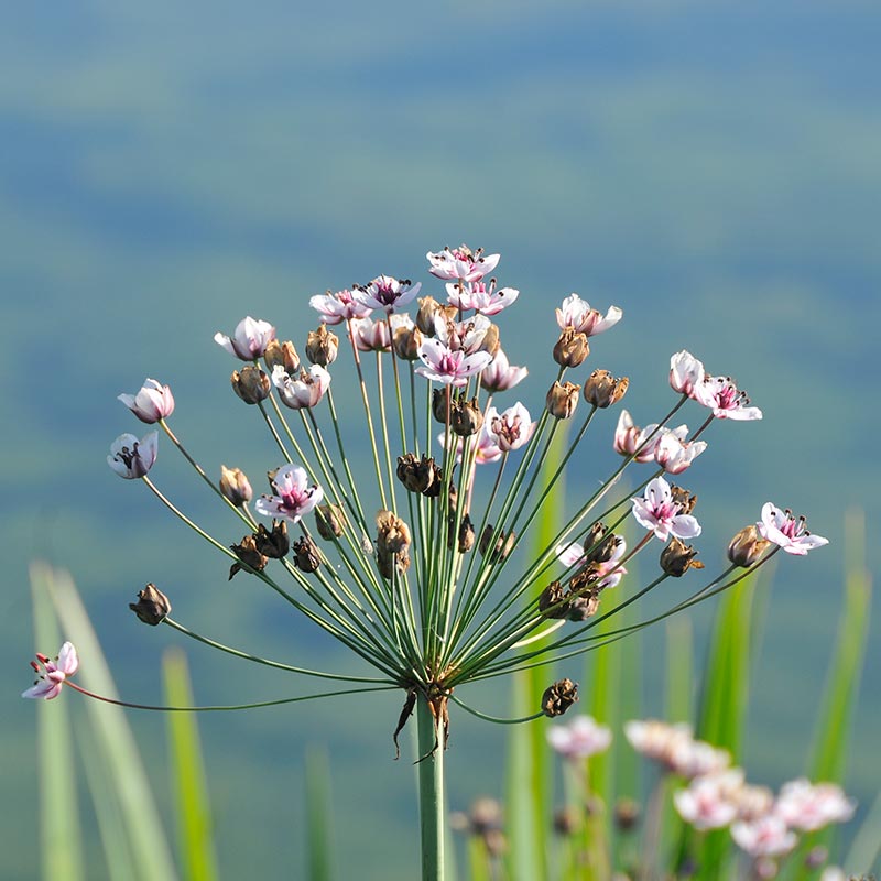 Bäder Competence GmbH